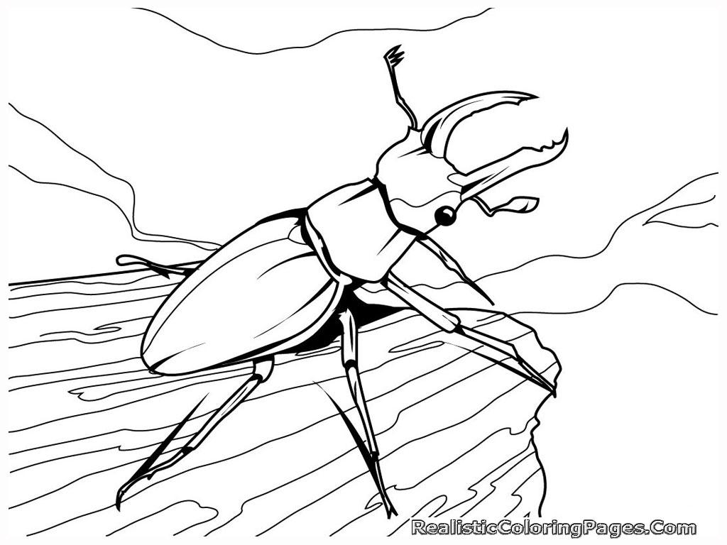 1024x768 Nice Picture Selection Of Insects Coloring Pages Best Luxury