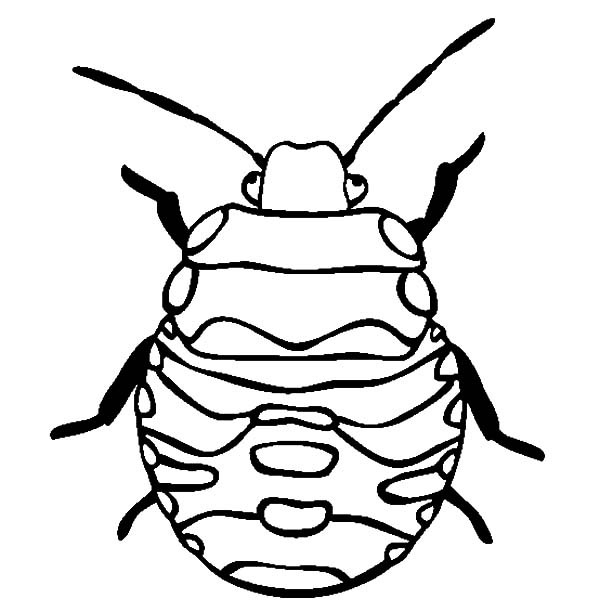 600x612 Stink Bug Beetle Coloring Pages Best Place To Color