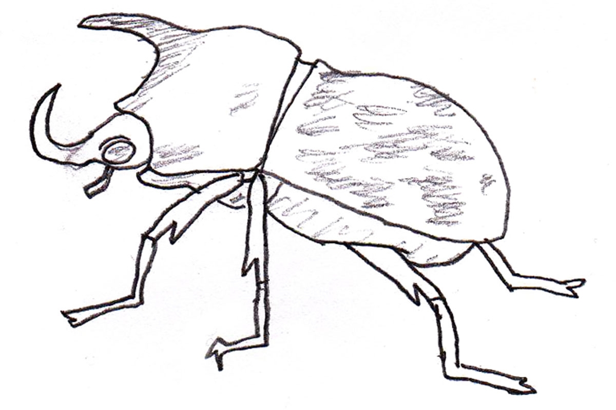 1200x800 Unique Hercules Beetle Page To Color Design