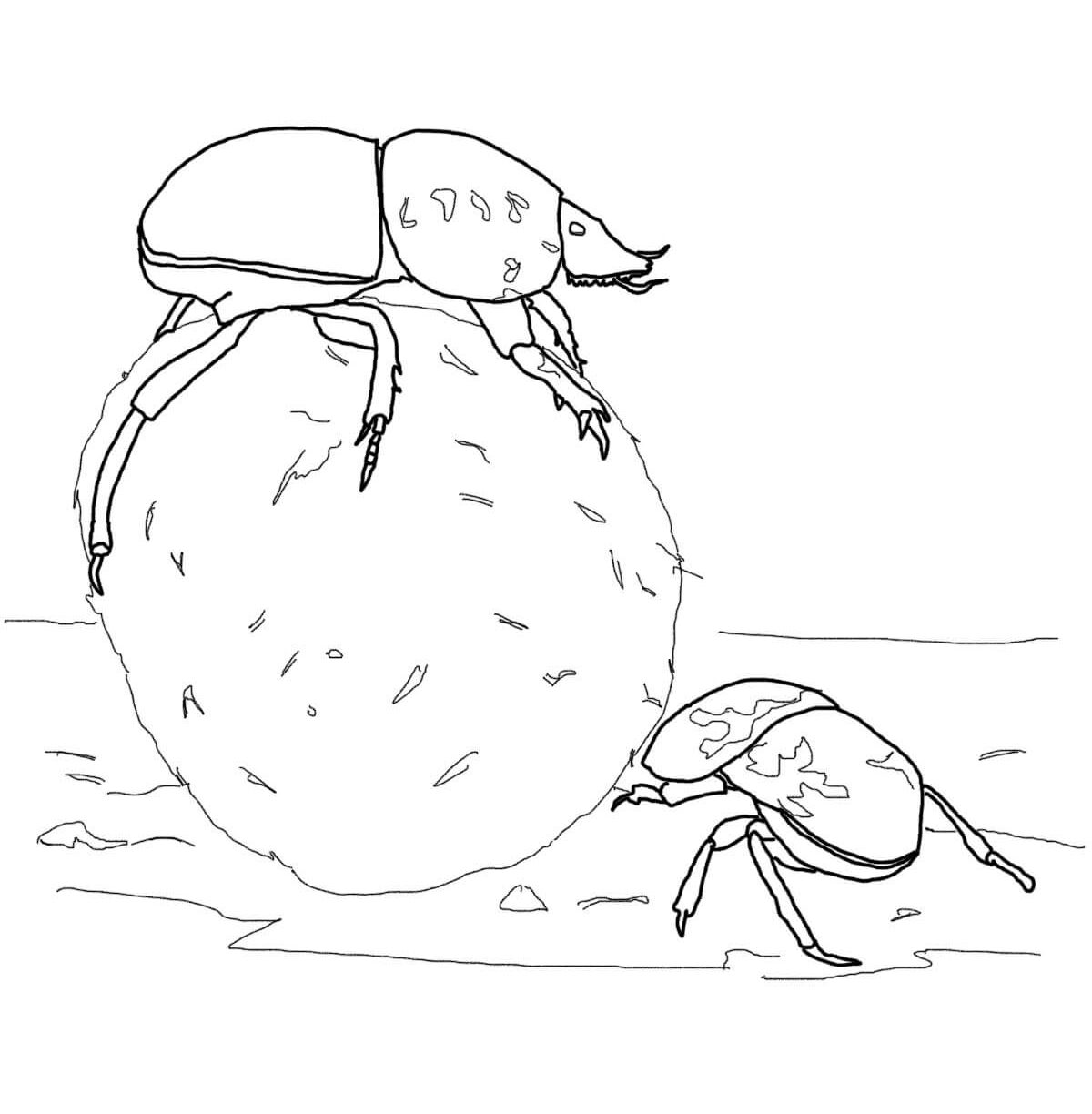 1200x1224 Weevil Coloring Pages Impressive For Kids Sap Beetle By Free