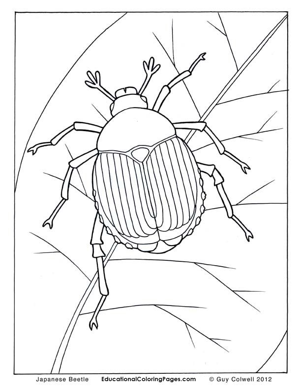 612x792 Beetle Coloring Pages, Insects Coloring Pages