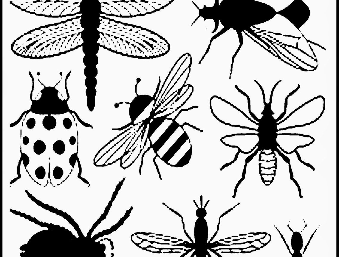 1137x864 Printable Insect Coloring Page For Pictures With Kidsetle Pages Vw