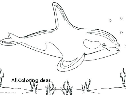 440x330 Humpback Whale Coloring Page Whales Coloring Pages Whale Coloring