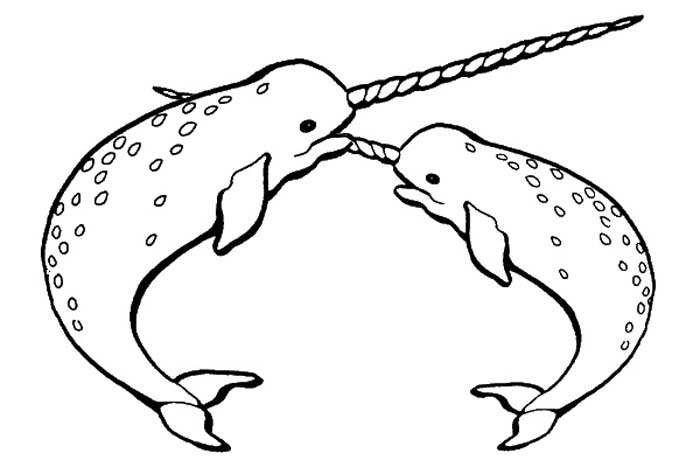 700x467 Beluga Whale Clipart Gray Whale