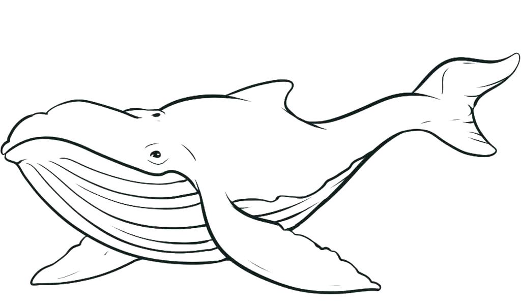 1024x600 Orca Whale Coloring Pages Whale Color Page Humpback Whale Color