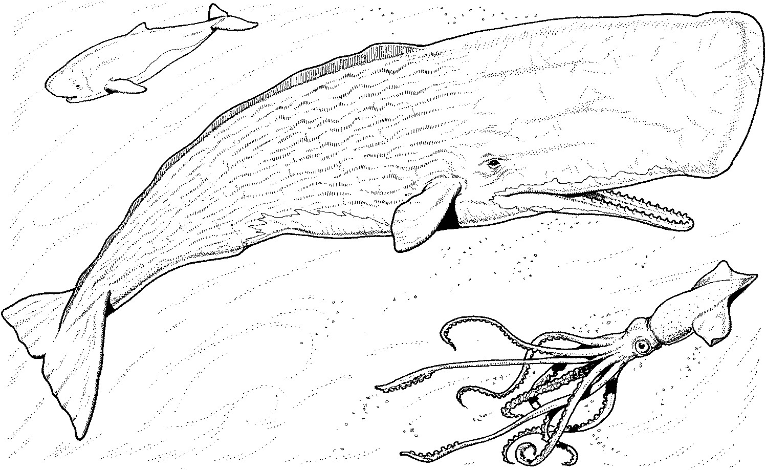 1497x918 Cartoon Whale Coloring Pages Fun Time