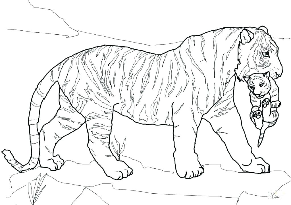 1024x722 Free Coloring Pages Tiger Shark Printable Tiger Coloring Pages