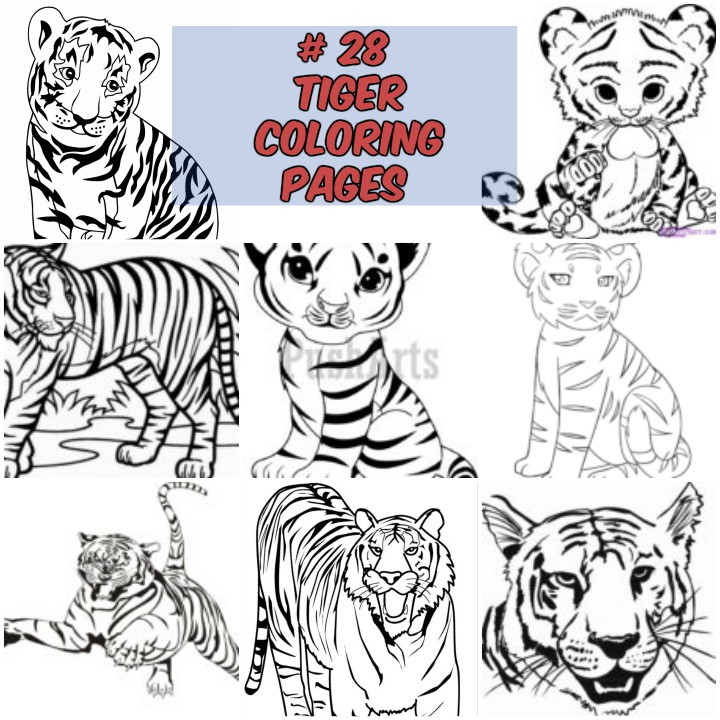 720x720 28 Tiger Coloring Pages Wild And Majestic Animals