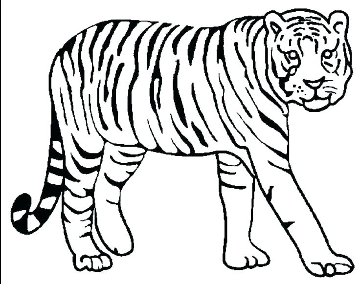 736x581 Royal Bengal Tiger Coloring Page Pages In Addition To Printable