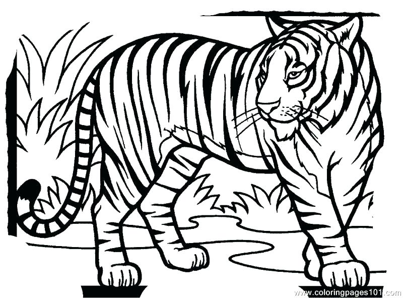 800x591 Tiger Coloring Cute Coloring Pages How To Draw A Baby Tiger Step 8