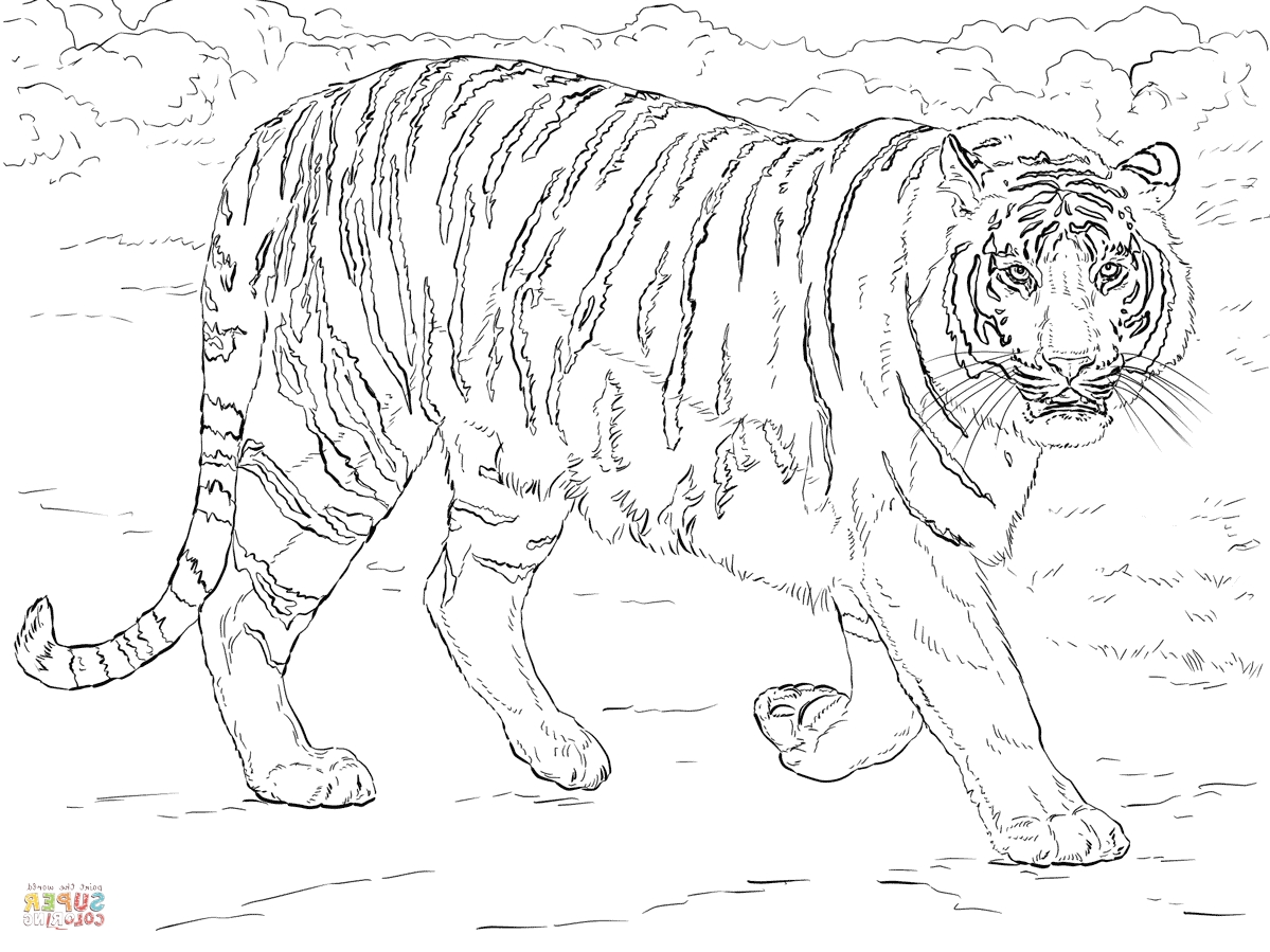 1199x899 Tiger Coloring Page To Print Bengal Tiger Coloring Page Free