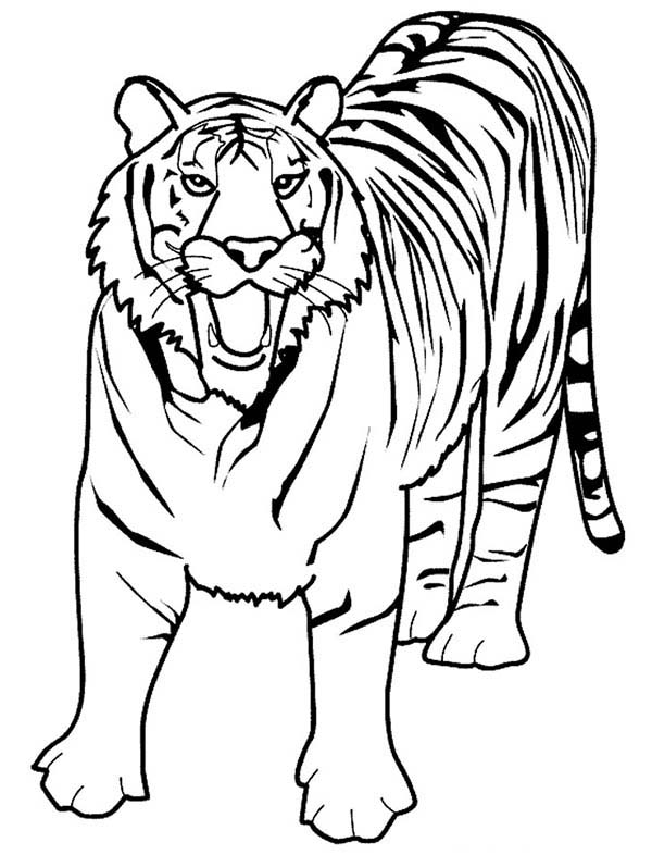 600x786 A Loud Roaring Of Bengal Tiger Coloring Page
