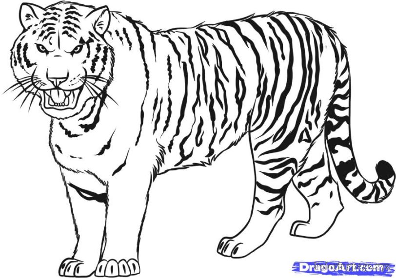 812x571 Tiger Pictures To Color Sweet Looking Bengal Tiger Coloring Pages