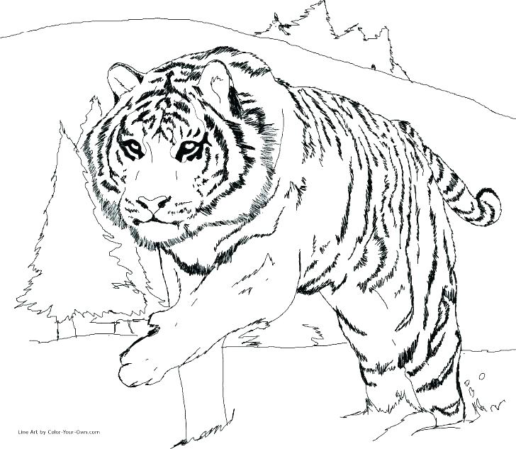 728x633 Coloring Picture Of A Tiger