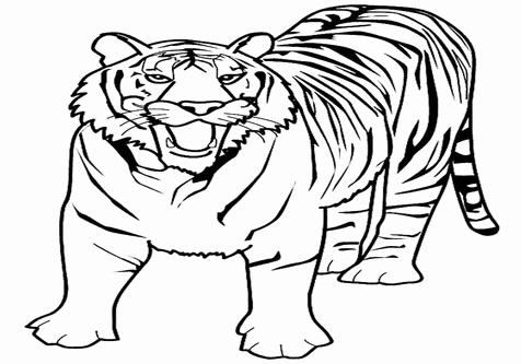 476x333 Bengal Coloring Pages Collection Bengal Tiger Coloring Pages Page