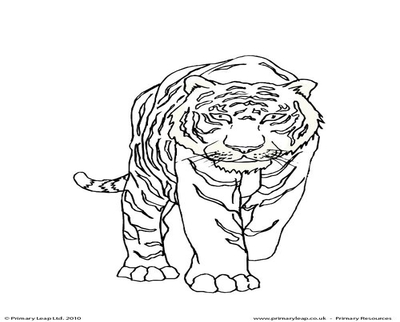 400x322 Bengal Tiger Coloring Pages White Page