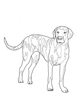 Bernese Mountain Dog Coloring Pages