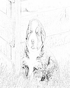 236x295 Bernese Mountain Dog Coloring Pages Color Art