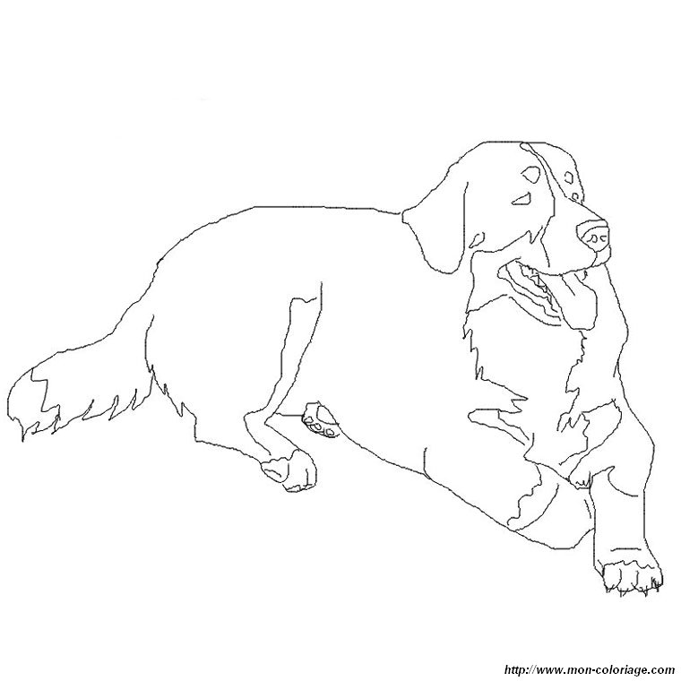 760x760 Bernese Mountain Dog Coloring Pages Coloring Pages, Bernese