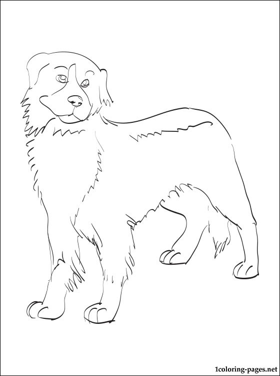 560x750 Bernese Mountain Dog Coloring Page Coloring Pages