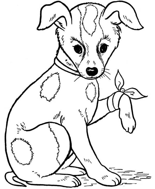 600x734 A Dog Injured