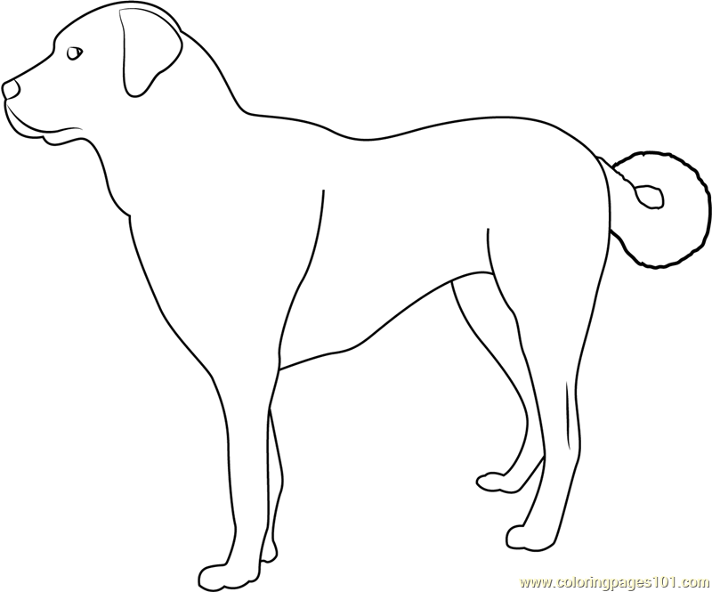 800x665 Dog Coloring Pages All Coloring Pages