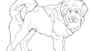 355x200 Dugong Coloring Pages Free Coloring For Kids 2018