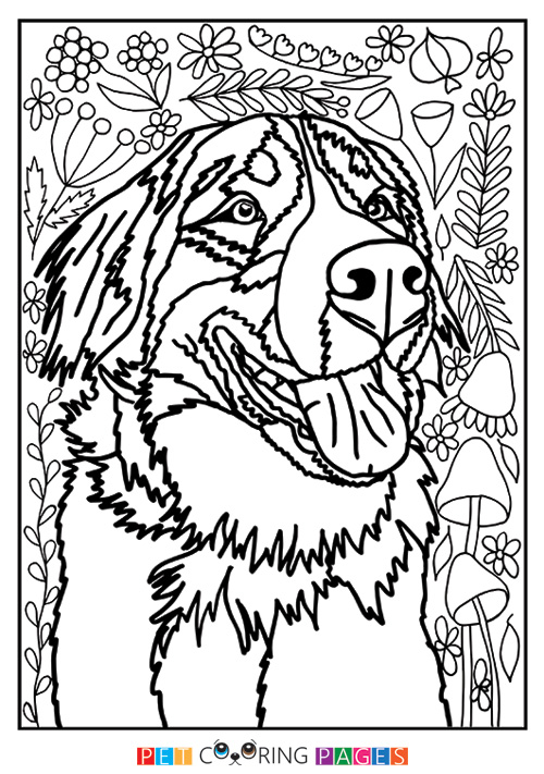500x711 Bernese Mountain Dog Coloring Page Bernadette