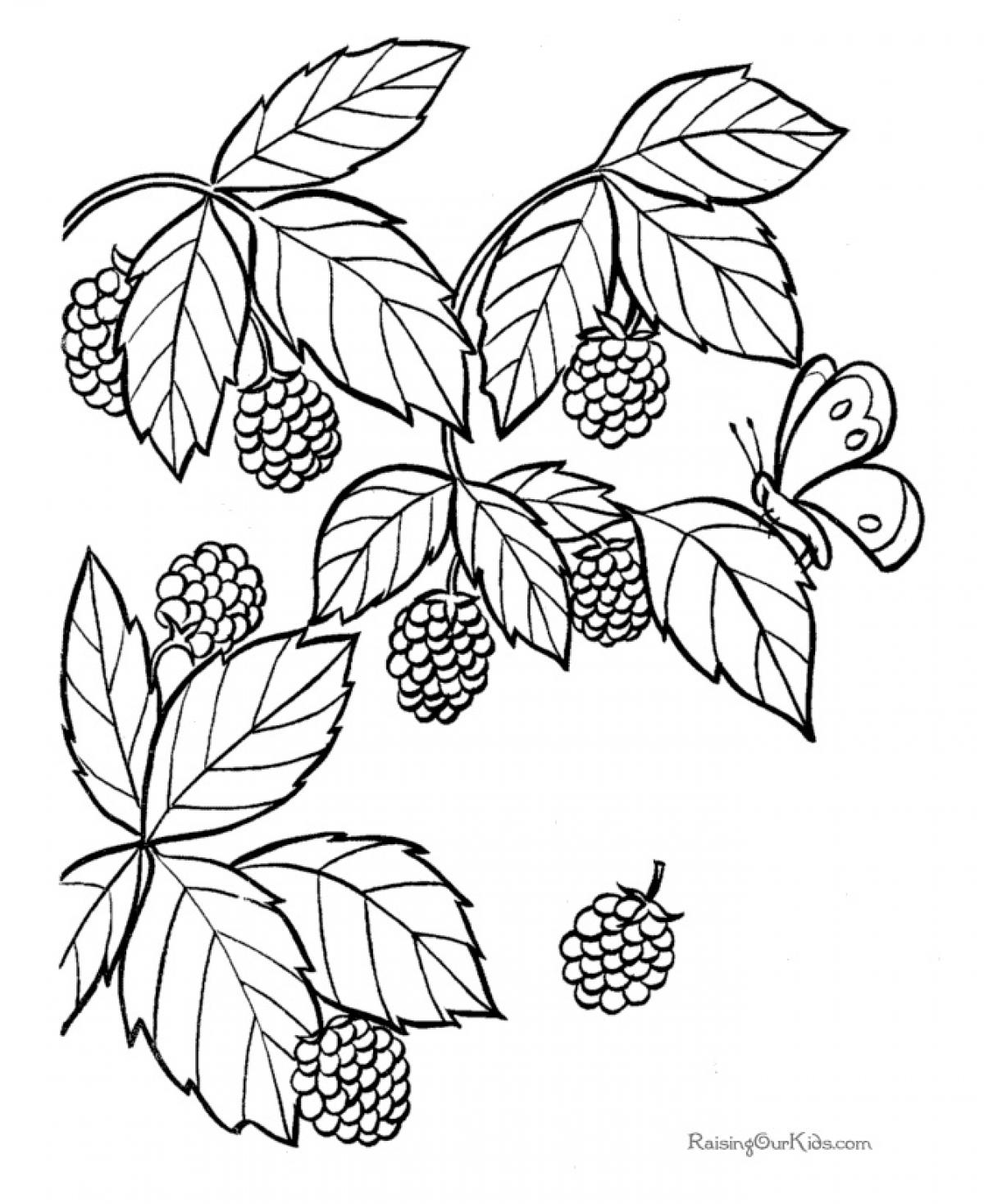 1200x1469 Immediately Blackberry Coloring Page Raspberry With Flowers Fruits