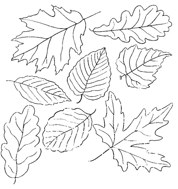 685x726 Leaves Coloring Pages Printable Free Coloring Holly Leaves