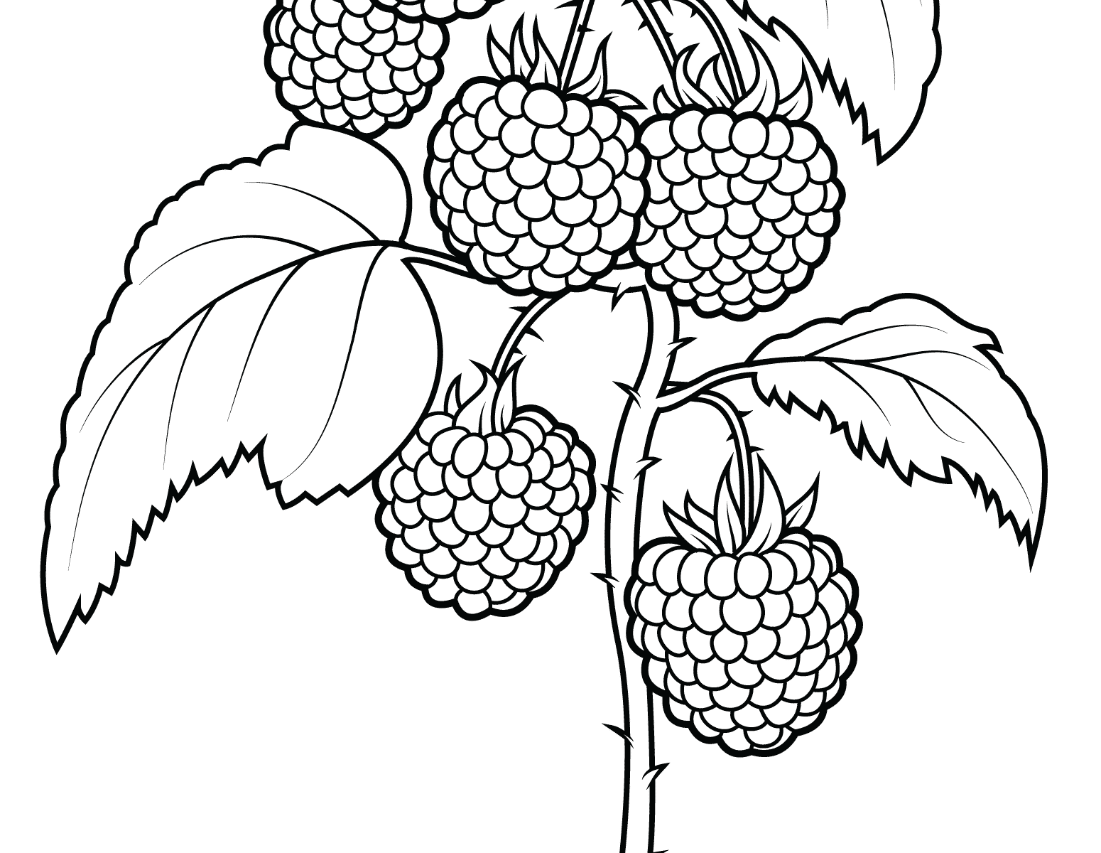 1550x1200 Raspberry With Flowers Fruits And Berries Coloring Pages For Kids