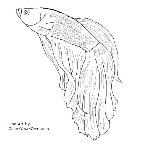 500x500 Siamese Fighting Fish Coloring Pages Betta Fish Im Gonna Try