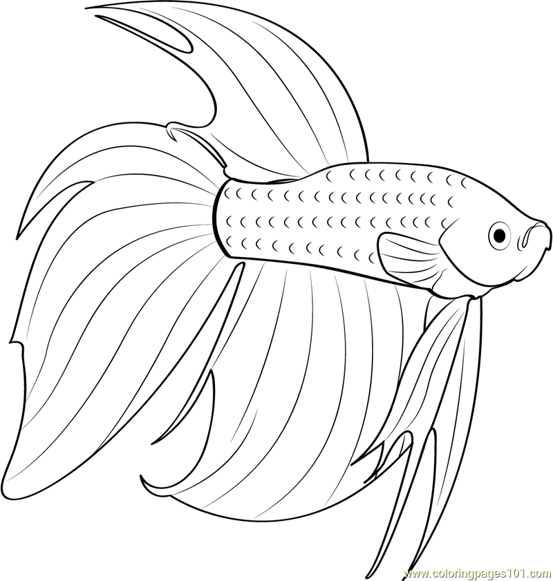 800x841 Siamese Fighting Fish Coloring Pages Betta Red Fish Coloring Page