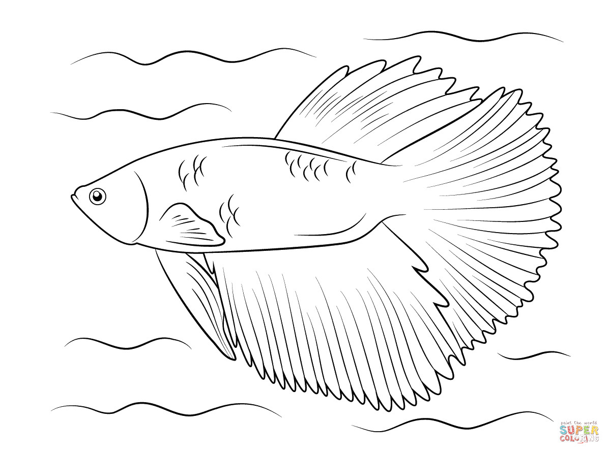 1199x894 Betta Coloring Pages Here Are Some Of My Line Fish Drawings
