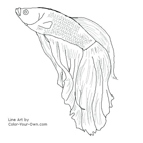 500x500 Betta Fish Coloring Pages Betta Fish Coloring Sheets