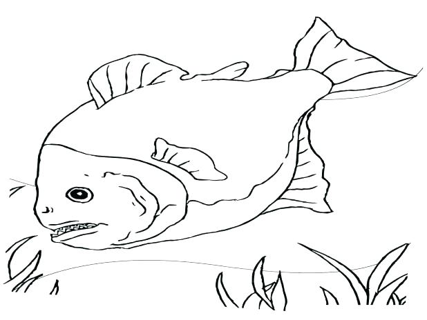 618x464 Betta Fish Coloring Pages Betta Fish Colouring Pages