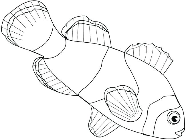 650x489 Betta Fish Coloring Pages Fish Template To Color Fishbowl
