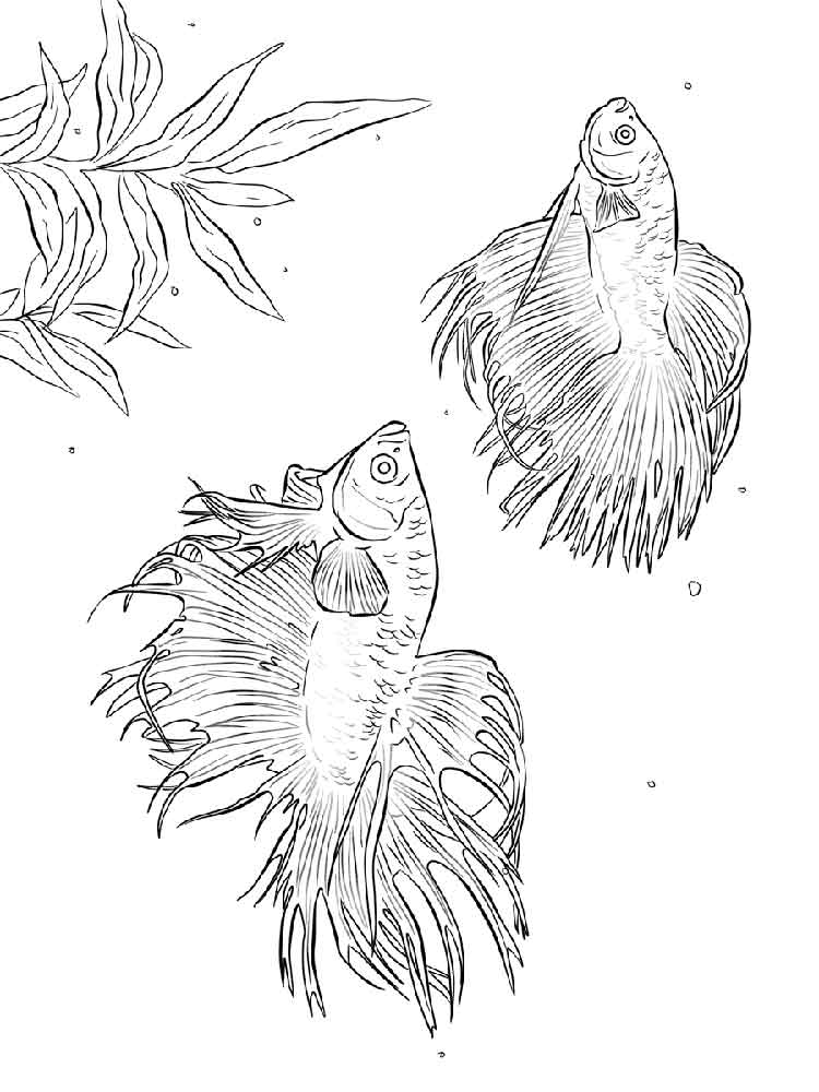 750x1000 Betta Fish Coloring Pages. Download And Print Betta Fish Coloring