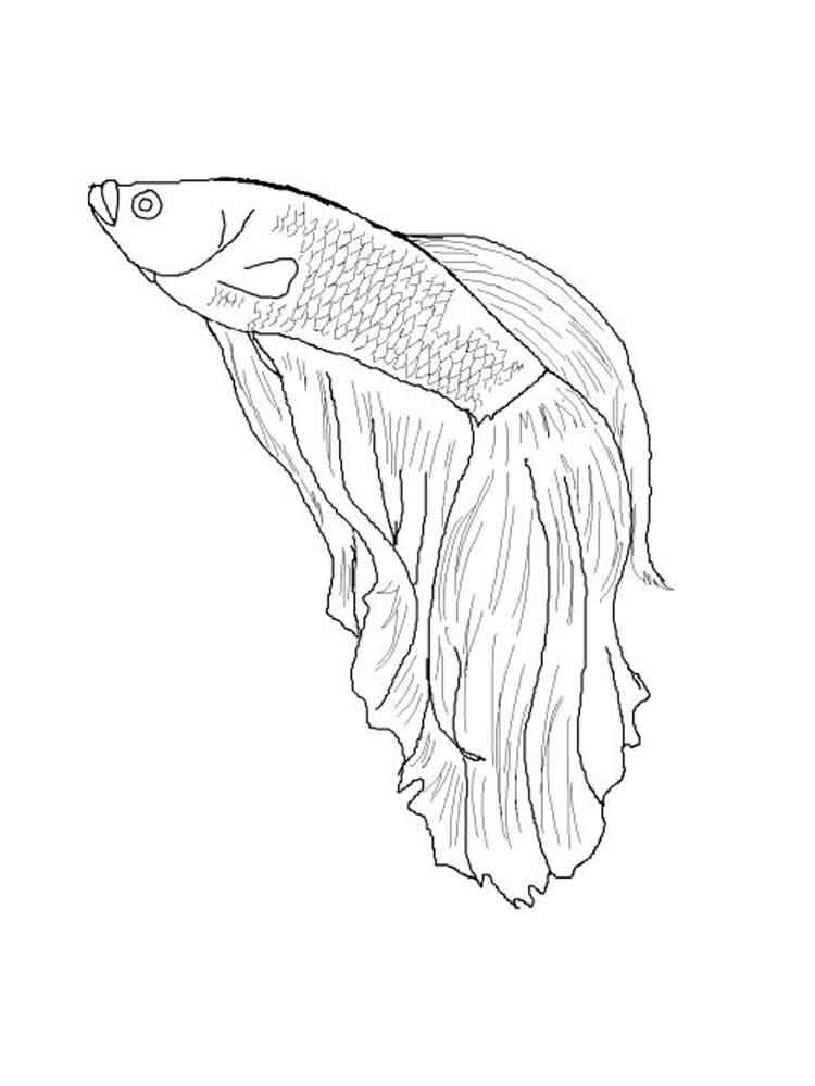 750x1000 Betta Fish