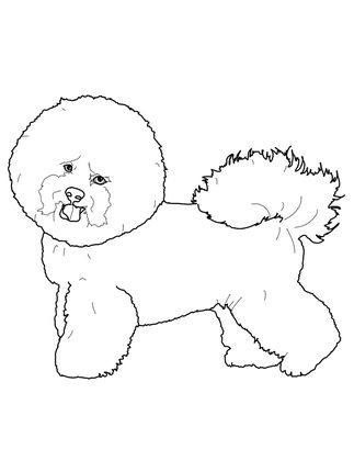 Bichon Frise Coloring Pages