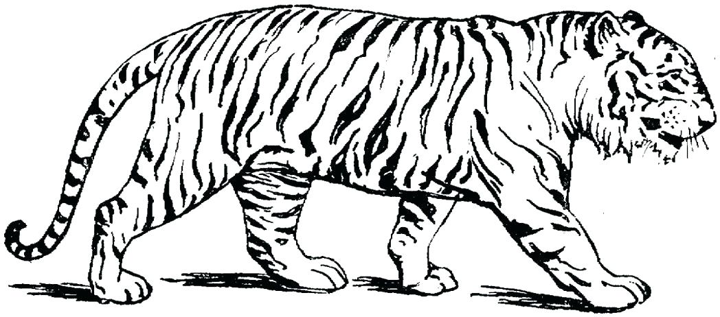 Big Cat Coloring Pages