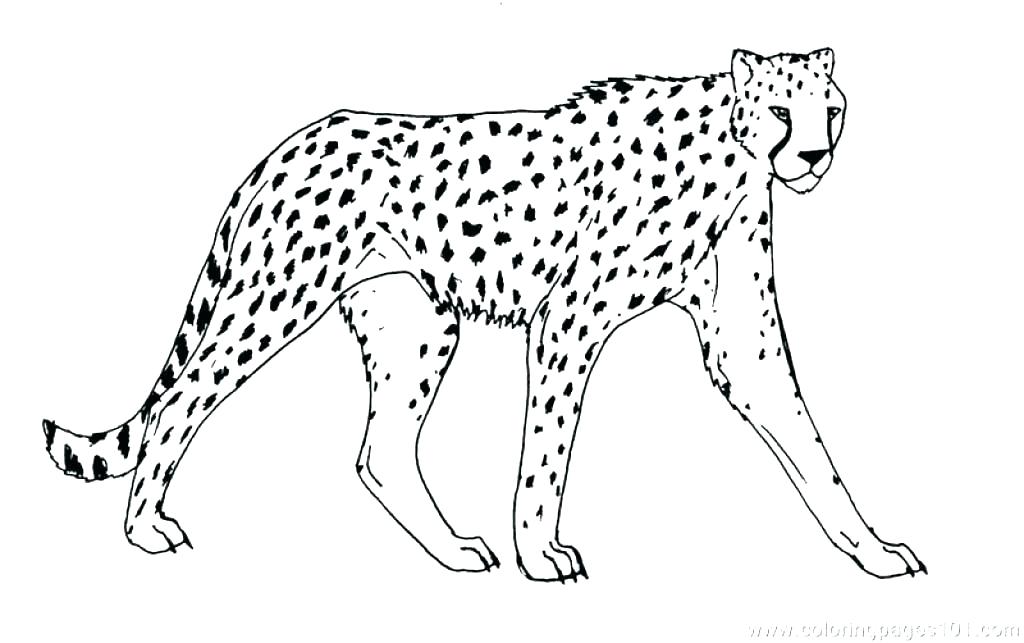 1024x643 Big Cat Coloring Pictures Printable Coloring Big Cat Coloring