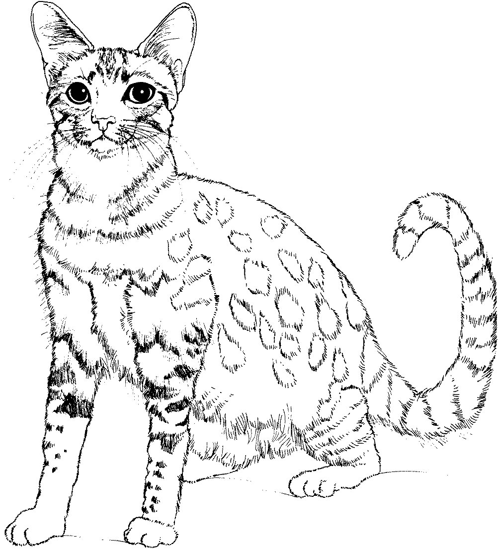 1002x1105 Big Cats Coloring Pages Big Cats Colouring Pages Vitlt New