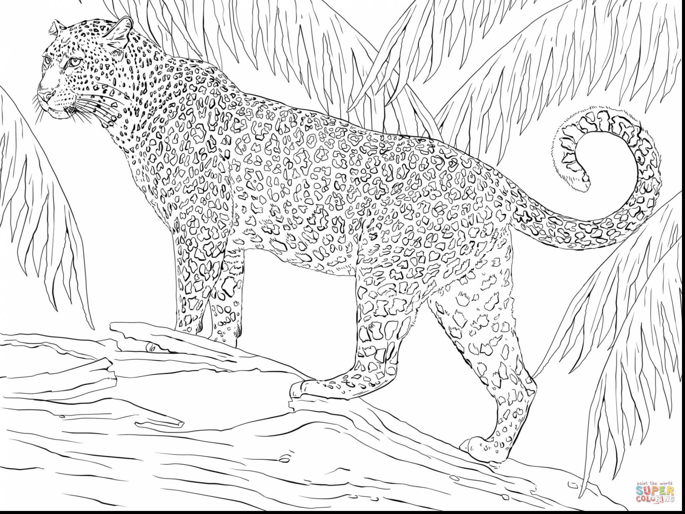 2252x1689 Jaguar Coloring Page To Pages
