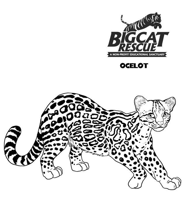 650x750 Big Cat Pictures To Color Fun Cat Big Cat Rescue