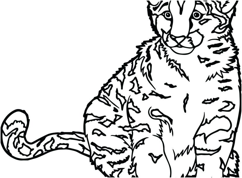 827x609 Coloring Big Cat Coloring Pages Download Cats Colouring Gallery