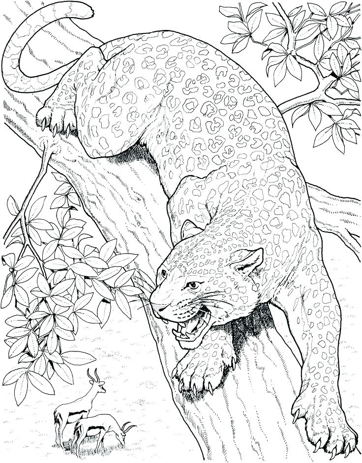 736x942 Big Cat Coloring Pages Big Cat Coloring Pages Big Cats Coloring
