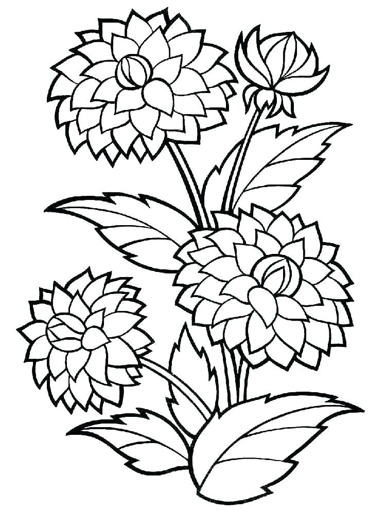 750x1000 Big Flower Coloring Sheets Pages Page Dahlia 2 Mandala Diff