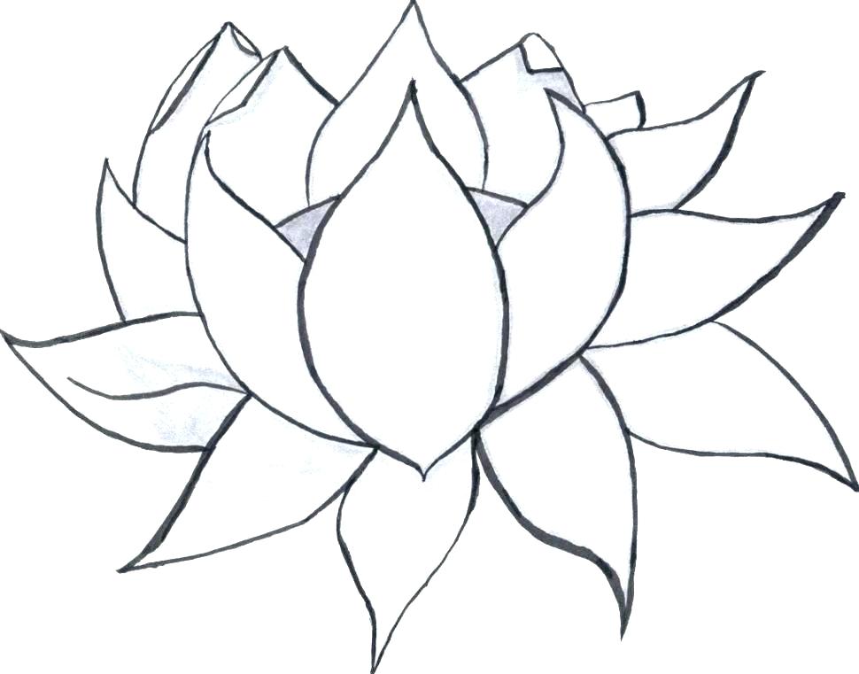 970x761 Big Cactus Flower Coloring Pages Best Place To Color Big Flower