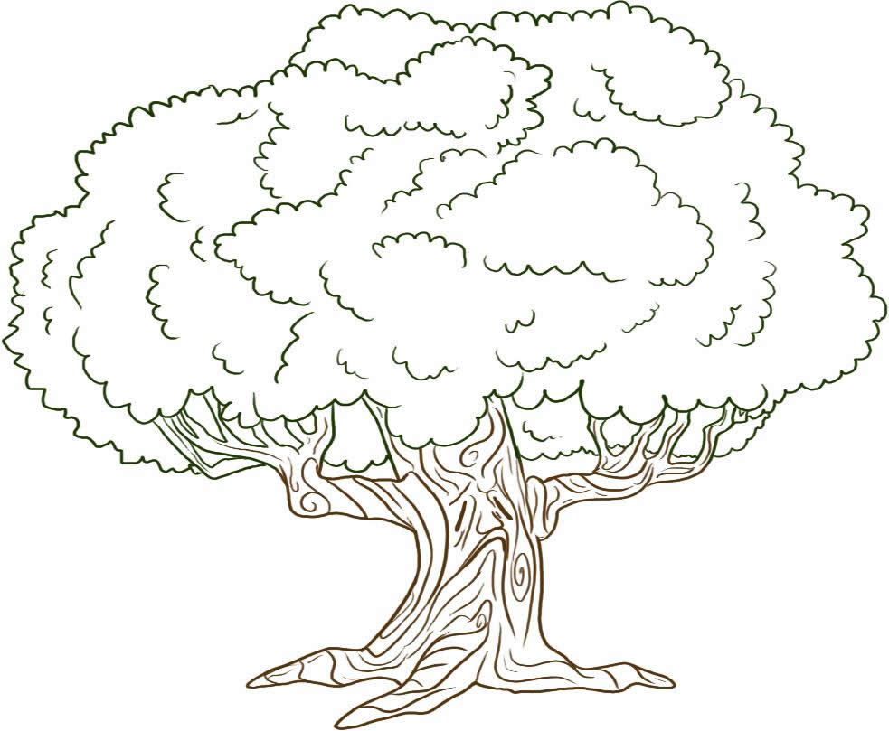 983x809 Big Tree Drawing